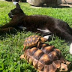 Meet your Posher, Tulip